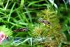 Wildendler,  Guppy,  reinerbig (Versand/  Abholung)