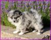 Pomeranianrüdenwelpen bluemerle