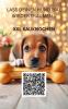? Für alle,  die ihren Hund lieben: Der beste naturbelassene XXL-Kauknochen – ge