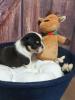 New Englische Bulldoggen welpen