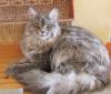 Wunderschönes Maine Coon Mädchen kastriert abzugeben!