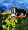 Ralf sucht ein passendes Zuhause