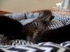 Melanistic F5 SBT Savannah Kitten