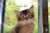 Somali- & Abessinier Kitten in ruddy/  wildfarben,  sorrel/  cinnamon,  blau & fawn