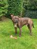 Liebevoller hund in gute Hände abzugeben 
