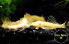 Ancistrus,  Welse,  reinerbig,  ab 2€ (Versand/  Abholung)