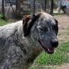 Lilly - sucht ein ruhiges und erfahrenes Zuhause