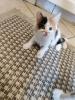 Maine Coon Kitten