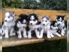 Reinrassige Siberian Husky Welpen.