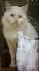 Junger Kater