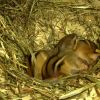 junge Amerikanische Streifenhörnchen ( Tamias striatus )