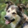 JOVI - Collie-Mix - 3 Jahre - Tierhilfe-Franken e.V.