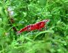 Red Fire Garnele,  Zwerggarnele,  reinerbig,  9€/  10 Stck. (Versand/  Abholung)