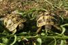Griechische Landschildkröten,  Thb. un Thh. (kleinbleibende Unterart aus dem west