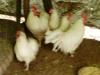 Bruteier von weißen Leghorn für 1,  50 Euro