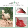 Intensiv Hufkurs /  Seminar 2 tägig in Bayern
