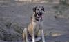 Murphy sucht ein passendes Zuhause