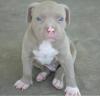 Reinrassiger American Pitbull