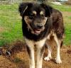 Milow - notfellchen sucht passendes Zuhause