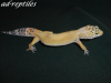 0, 1 Super Hypo Tangerine CT Leopardgecko 