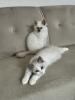 Zwei kitten heilige Birma/  Ragdoll