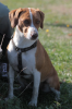 Beagle-Mix Dame