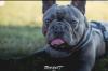 Deckrüde Französiche Bulldogge - kein Verkauf
