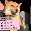 Shouta (m),  2, 5 Jahre,  40cm,  Slowakei (NB)