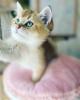 BKH Kitten in Gold mit Stammbaum Abholbereit