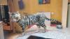 Schmuse Bengal Kater,  geimpft,  gechipt entwurmt mit Stammbaumurkunde