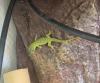 phelsuma grandis (Geckos)