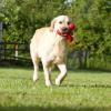 Golden Retriever  Wurfankündigung