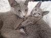 Russisch Blau Kitten mit Stammbaum 