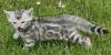 Reinrassige Black Silber Bengal Junge geboren.3.52022