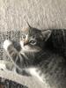 Katzen Kitten