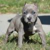 Reinrassiger American Pitbull (12 Wochen Alt )