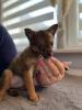 Terrier-Zwergspitz Welpe Mädchen