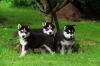 Siberian Husky Welpen mit blauen augen