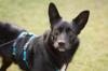 MOBBY - lieber und intelligenter Mischling - 2 Jahre 10 Monate - Tierhilfe-Frank