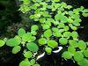 Muschelblume,  Aquarienpflanze,  Versand/  Abholung