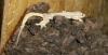 Hausgecko Hemidactylus frenatus /  platyurus