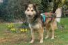 JOVI - Collie-Mix - 3 Jahre - Tierhilfe-Franken e.V.