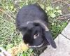 KIRA - Zwergkaninchen - 3 Jahre - Tierhilfe-Franken e.V.