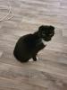 katze weiblich sucht
