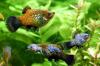 Platys,  eigene Zucht (Versand/  Abholung)