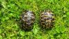 2 Strahlenschildkröten,  Astrochelys Radiata NZ 23 