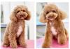 Hundefriseur,  Groomer