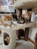 Main Coon Kitten geb.22.04.2023