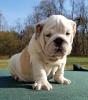reinrassigen Englische Bulldogge Welpen.