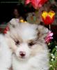 Kleinspitzwelpen merle,  06331258619